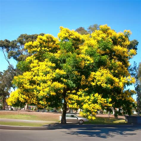 Peltophorum Live Plant – GreenParadiseLive