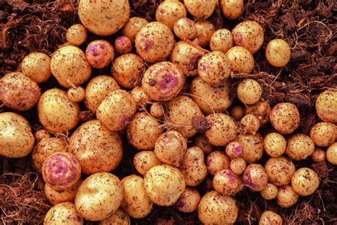 Tubers — Area 2 Farms