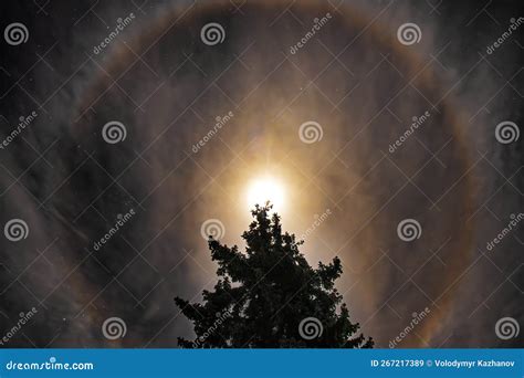 A Halo Around the Moon in Clouds Above a Spruce Tree is an Optical ...