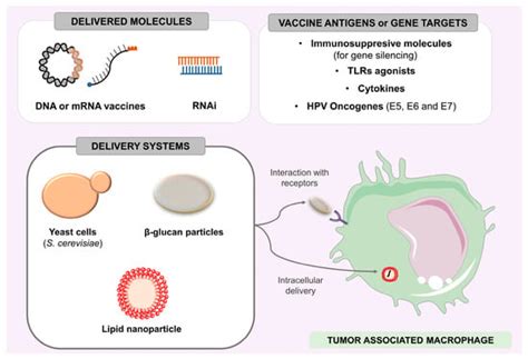 Vaccines | Special Issue : Focus on Human Papillomavirus Vaccines