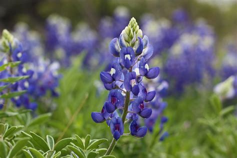The Fun: texas wildflowers