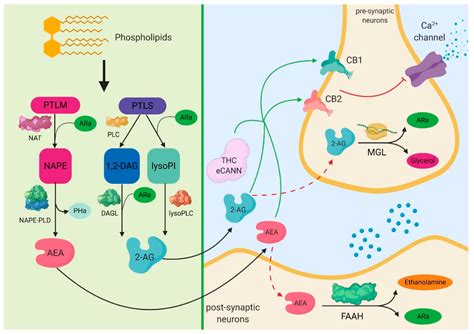 Cannabis Sativa Revisited—Crosstalk between microRNA Expression ...
