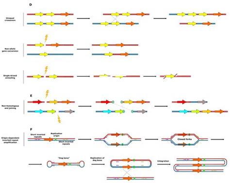 Structural Variation | Encyclopedia MDPI