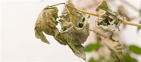 Spider mites and other pest mites - Biocontrol, Damage and Life Cycle