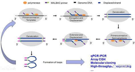 qPCR 的图像结果