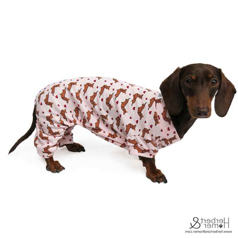 Dachshund With Clothes