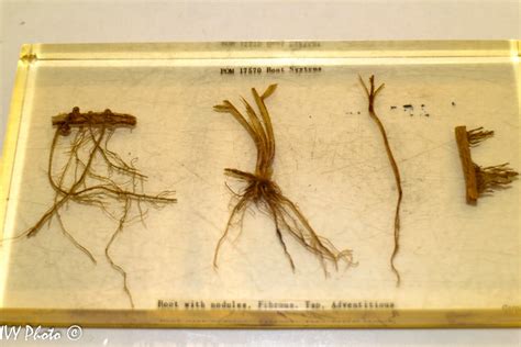 Image result for The Three Types of Root