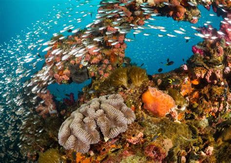 These 10 Stunning Coral Reefs Around The World Are Works Of Art