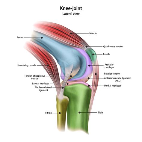 Anatomy of Knee