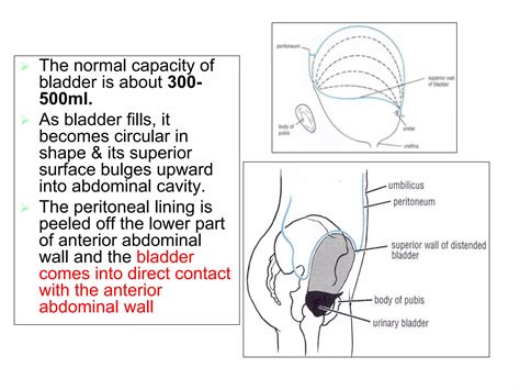 Capacity Of Bladder