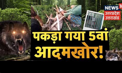 Wolf Attack in Bahraich: पकड़ा गया ''आदमखोर भेड़िया'', मचा बवाल ...