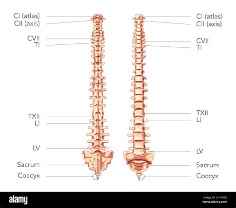 Human Vertebral Column Anatomy