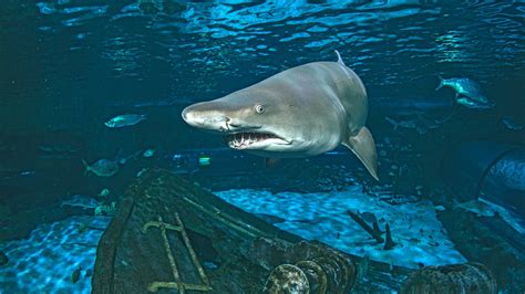 Discount Codes for Ripleys Aquarium: Up To 31% Off Today (2026)