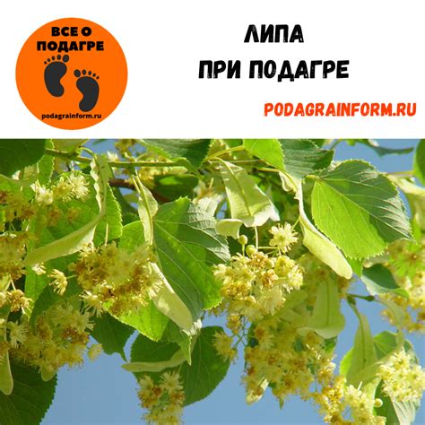 Липа при подагре: можно ли липу при подагре, польза, рецепт