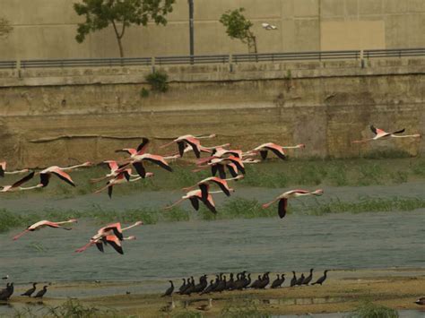 Bird watching for the first time in Ahmedabad