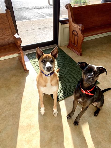 Blog — West Friendship Animal Hospital