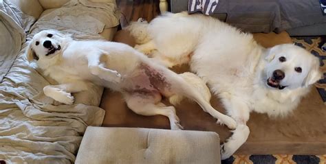 What Does A Great Pyrenees Dog Look Like