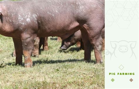 Duroc Pig Farming Guide: Raising this Valuable Meat-Improving Breed ...