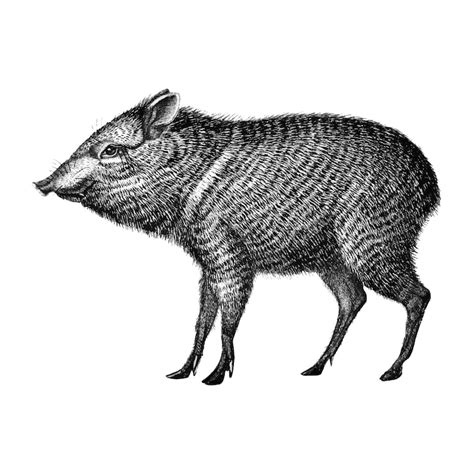 Javelina Vectors - Download Free High-Quality Vectors from Freepik ...