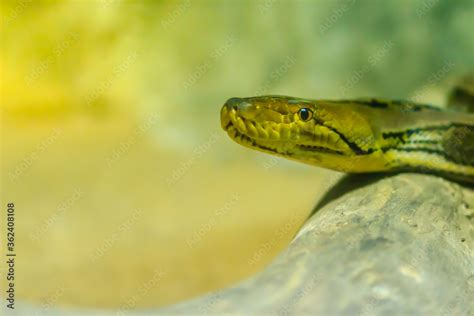 Image result for Reticulated Python Cute