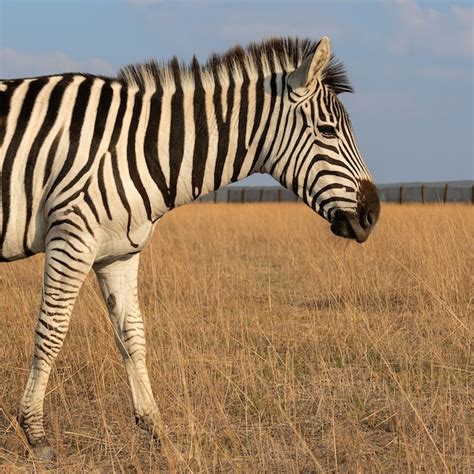 Zebra ZT230 Problems 的图像结果