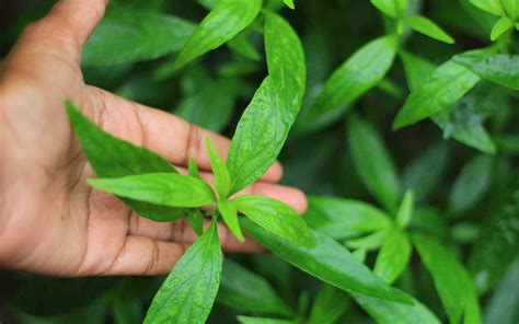 Kalmegh Benefits, Uses and Safety Precautions
