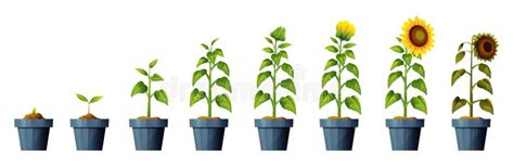 Image result for Sport for Social Development Programs