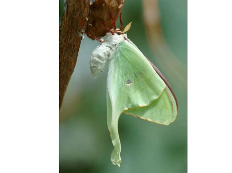 Can You Buy Luna Moth Caterpillars at Genevieve Tarrant blog