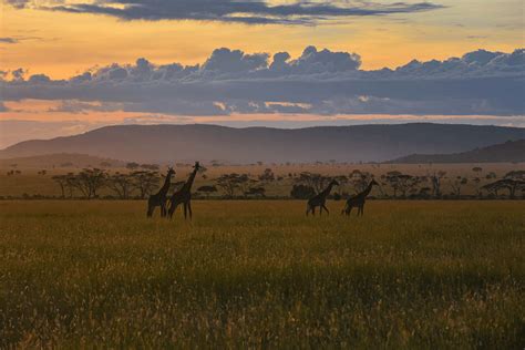 [100+] Serengeti National Park Wallpapers | Wallpapers.com