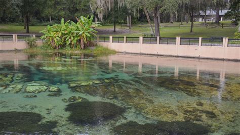 Salt Springs In Ocala National Forest at Kai Deacon blog