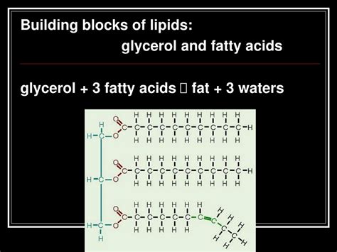PPT - Water and Biochemistry: Properties, Reactions, and Organic ...