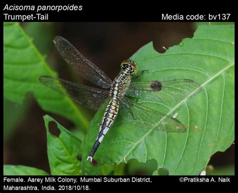 Acisoma panorpoides | Odonata