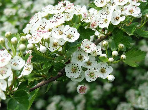 Hawthorn Flowers Spring - Free photo on Pixabay - Pixabay
