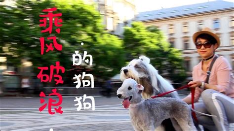 遛狗記（31）狗狗下輩子能變成人類嗎，看匈牙利街頭乘風破浪的狗狗！ | 大古牧鼠標和小貝 - YouTube