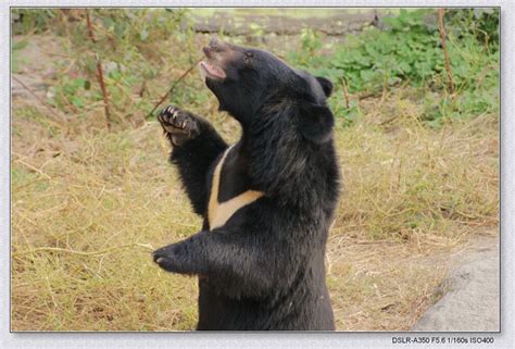 北极熊与棕熊的战争：北极熊身强体壮，却输给了棕熊 - 知乎