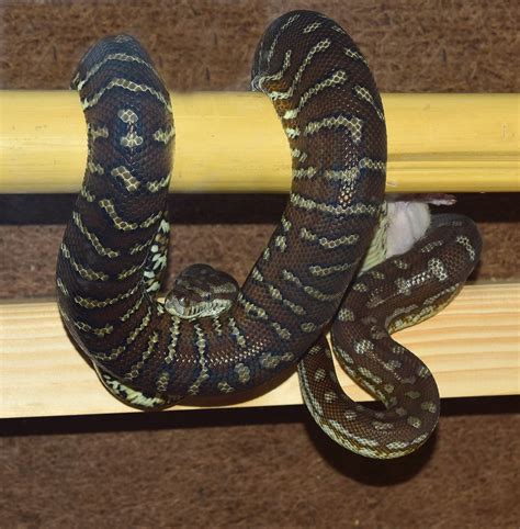 Image result for Snake Carpet Python
