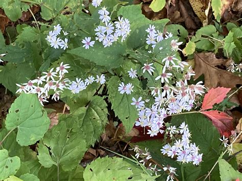 Plant Picture Gallery — Wild Gardens Nursery