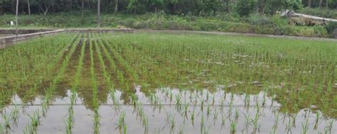 种植水稻的第一步是什么 - 如意谷