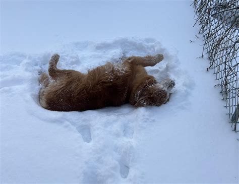 Image result for Rusty Snow Problem