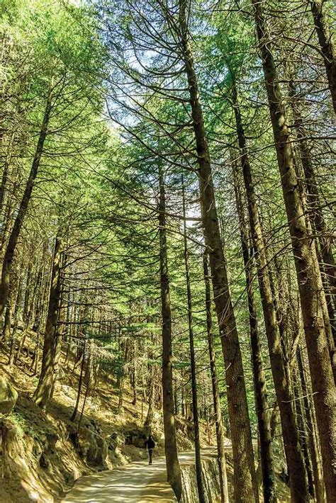 Try A Summer Travel Surprise: Khajjiar in Himachal Pradesh | Femina.in