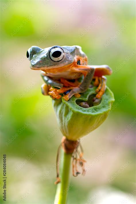 Image result for Tree Frog Fly