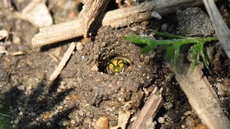 Bee social or buzz off: Study links genes to social behaviors, including autism
