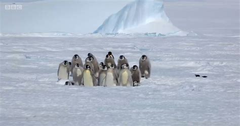 Baby Emperor Penguin Predators Walking, Talking Baby Robot Penguins