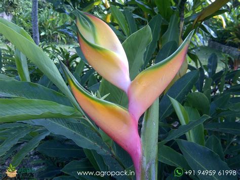 Heliconia Peachy Pink Plant For Sale In India | Online plant nursery