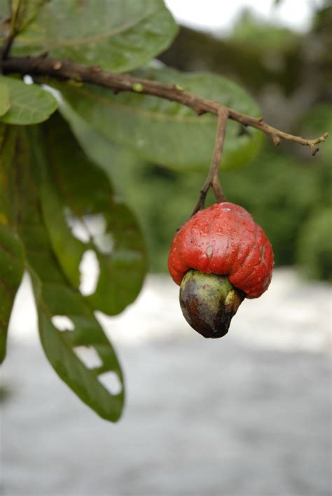 Anacardium giganteum Hancock ex Engl. | Plants of the World Online ...
