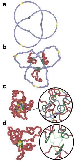 Chromatin Loop Extrusion and Chromatin Unknotting