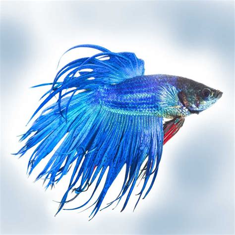 Fin And Tail Rot / Goldfish Tail Rot Disease / Causes slight ...