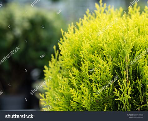23 Arborvitae golden globe Images, Stock Photos & Vectors | Shutterstock
