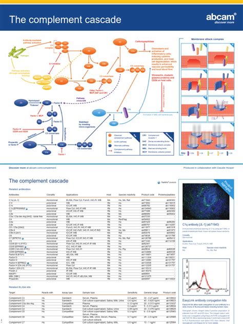 The Complement Cascade: Membrane Attack Complex | PDF | Complement ...