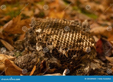 Piece of Wasp Nest Fallen on Ground Stock Image - Image of forest ...